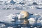 Norway, Svalbard. Polar bear jumping across water in Arctic Ocean. Coastal Print
